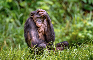 The Bonobo female sitting on the grass. Green natural background. The Bonobo, Scientific name: Pan paniscus, earlier being called the pygmy chimpanzee.  Democratic Republic of Congo. Africa