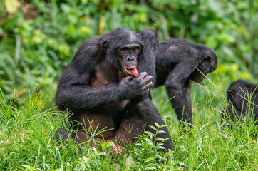 The Bonobo male sitting on the grass and licks his hand. Green natural background. The Bonobo, Scientific name: Pan paniscus, earlier being called the pygmy chimpanzee.  Democratic Republic of Congo.