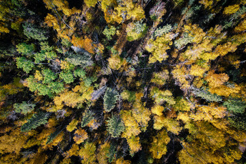 Forest in Autumn Looking Straigth Down