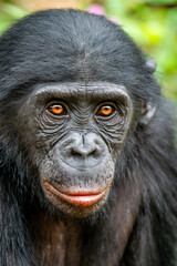 Closeup portrait of  Bonobo. The Bonobo, Scientific name: Pan paniscus, earlier being called the pygmy chimpanzee.  Democratic Republic of Congo. Africa