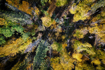 Forest in Autumn Looking Straigth Down