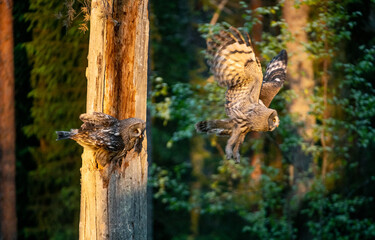 The owls feeds the chicks sitting in the nest in the hollow of an old tree. The Ural owl (Strix uralensis). Sunrise light. Summer forest. Natural habitat. - 482091975