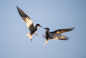 Showdown in the sky. Common Terns interacting in flight. Adult common terns in flight  in sunset...