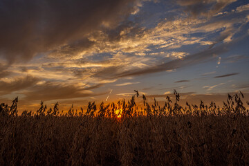 A beautiful sun setting over a soybean field in autumn
