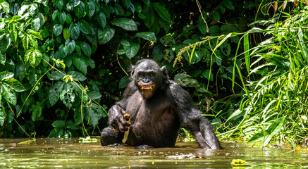 The Bonobo in the water. Scientific name: Pan paniscus, earlier being called the pygmy chimpanzee. ...