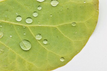 Detalle de unos gotas de agua sobre una hoja del árbol del amor