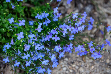 Beautiful lobelia 'blue carpet' flowers blooming in spring as a border or groundcover - obrazy, fototapety, plakaty