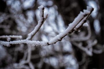 snow covered branches