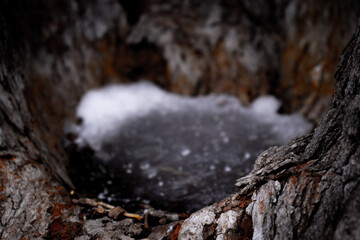 ice in a tree