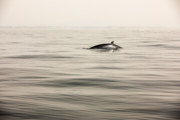 Naklejka premium Pods of Oceanic dolphins or Delphinidae playing in the water