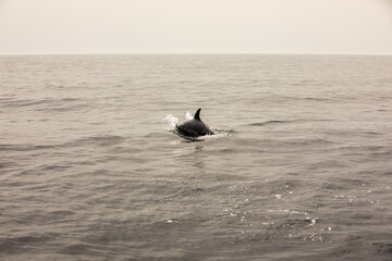 Fototapeta premium dolphin in the Atlantic Ocean, off the coast of Portugal