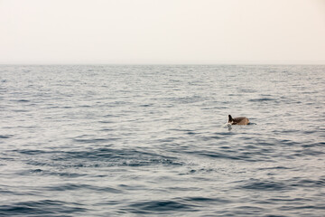 Naklejka premium Pods of Oceanic dolphins or Delphinidae playing in the water