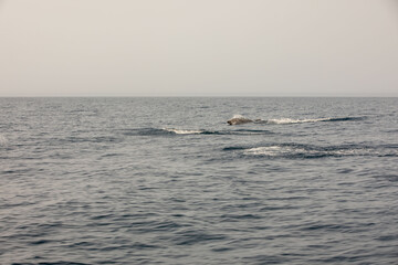 Fototapeta premium Pods of Oceanic dolphins or Delphinidae playing in the water