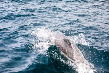 Fototapeta premium Pods of Oceanic dolphins or Delphinidae playing in the water