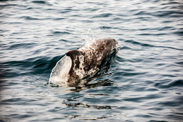 Fototapeta premium Pods of Oceanic dolphins or Delphinidae playing in the water