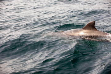 Naklejka premium Pods of Oceanic dolphins or Delphinidae playing in the water