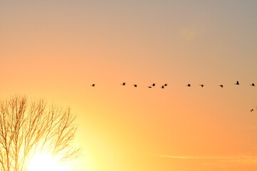Flock of Geese Flying in a Sunset Sky