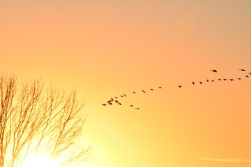 Geese Flying in a Bright Sunset Sky