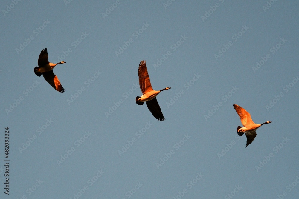 Sticker geese flying in a blue sky