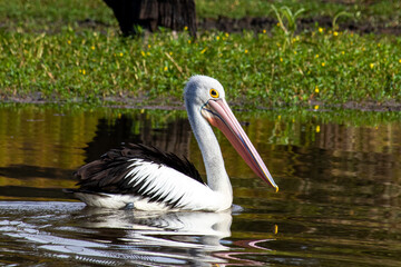 pelican swimming in lake