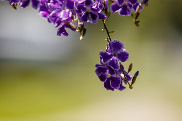 Fototapeta na wymiar Sky Flowers on blurred background