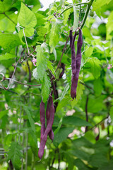 'Purple Peacock' pole beans, a open pollinated vegetable, growing on a trellis in a home garden