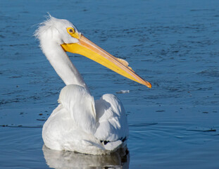 Great White Pelican