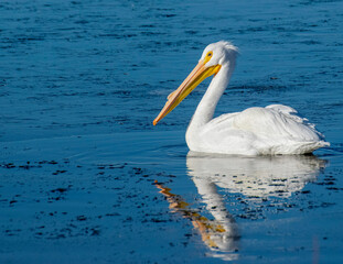 Great White Pelican