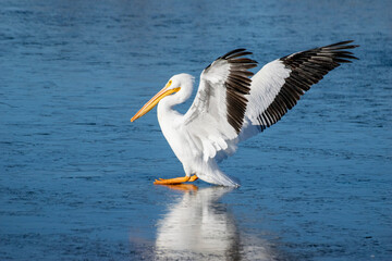 Fototapeta na wymiar Great White Pelican