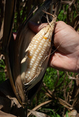 farmer inspecting the condition of the ears of white corn that is ready to be harvested