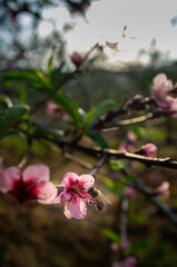 beautiful close up of peach blossoms showing petals stamens and pistils