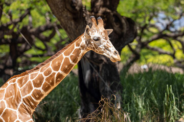 giraffe eating grass