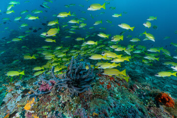 barriera corallina con spugne, coralli ed un branco di pesci azzannatori striati, Lutjanus kasmira © Massimo