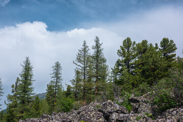 Atmospheric mountain forest landscape with coniferous trees in sunlight on stony hill under blue cloudy sky in changeable weather. Dramatic mountain scenery with coniferous forest under big cloud.