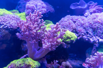 Plakat Coral Reef in Sunlightmarine aquarium.