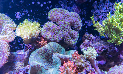 Fototapeta na wymiar Coral Reef in Sunlightmarine aquarium.
