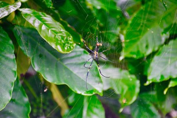 Spider with green leaves in the background