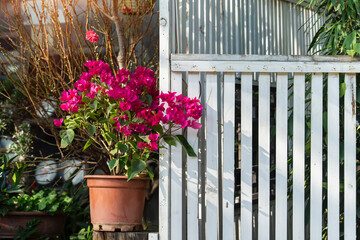 Fototapeta na wymiar purple bougainvillea flowers in garden with white wood fence