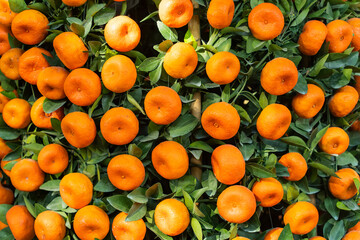 Tangerines, a symbol of good luck at Chinese New Year