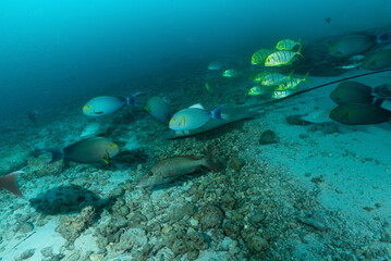 Razza o pastinaca con diverse specie di pesci su fondo sabbioso