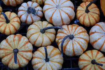 Halloween Table with pumpkins at farmers market