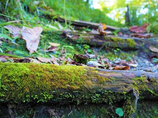 Step covered with moss