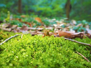 Moss in the mountain