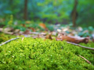 Moss in the mountain