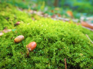 Moss and acorns in the mountain