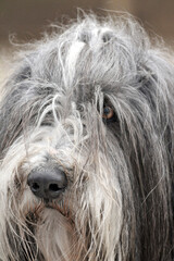 bearded collie