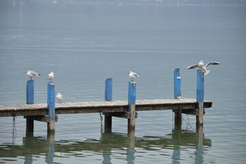 Pier with seagle