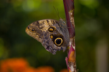 Tropical Butterfly on a plant close-up
