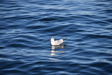 Fototapeta na wymiar Bird in Annecy lake, France