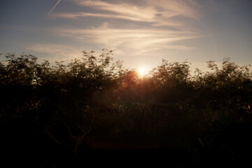 Trees forest light rays sunset scene